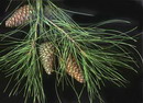 Pinus eldarica